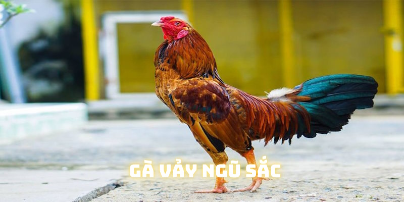 Tìm hiểu về gà vẩy ngũ sắc