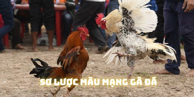 Sơ lược về màu mạng gà đá Hubet